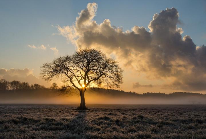 Lone Tree